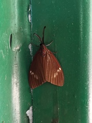 Cyclosia latipennis