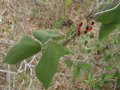 Rhynchosia precatoria