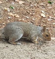 Sciurus carolinensis