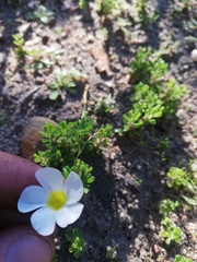 Oxalis viscosa