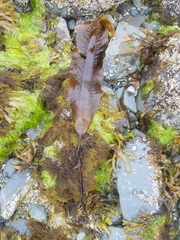 Pleurophycus gardneri