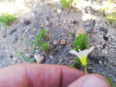 Oxalis viscosa
