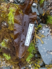 Pleurophycus gardneri
