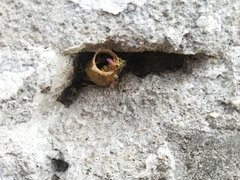 Tetragonisca angustula