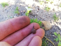Oxalis viscosa