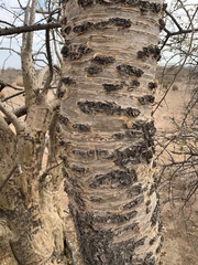 Commiphora viminea