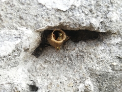 Tetragonisca angustula