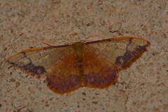 Idaea ostrinaria