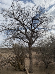 Commiphora viminea