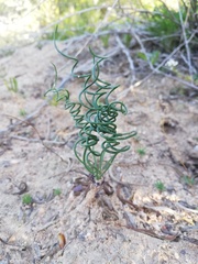 Gethyllis verticillata