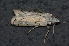 Myelois circumvoluta