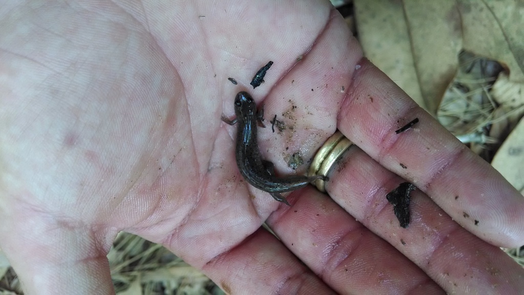 southern dusky salamander