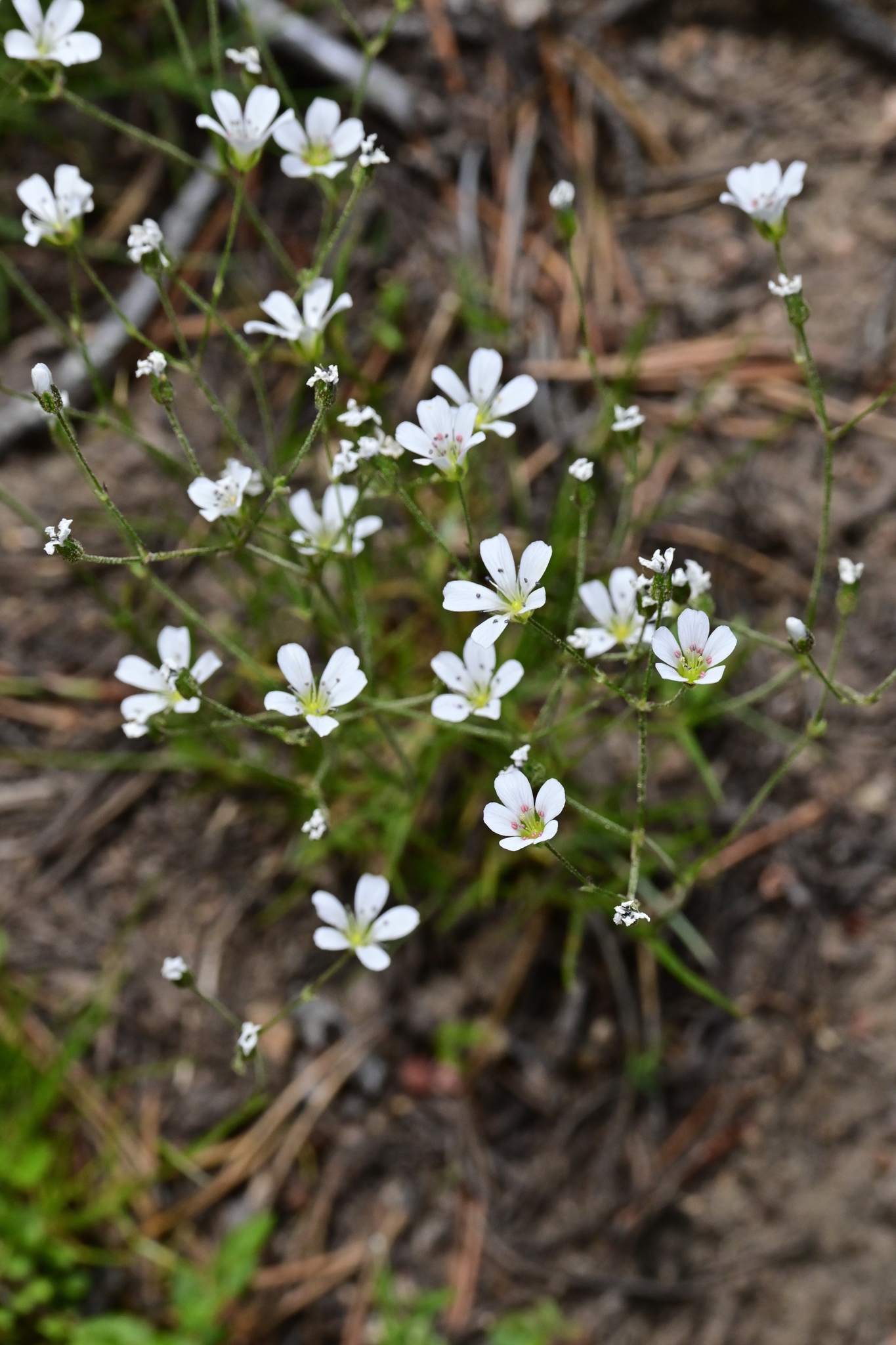 Eremogone capillaris