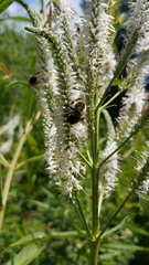 Bombus impatiens