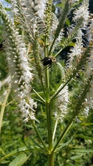 Bombus impatiens