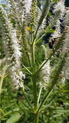 Bombus impatiens