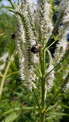 Bombus impatiens