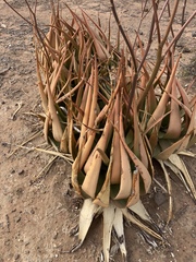 Aloe lutescens