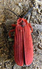 Dictyoptera simplicipes