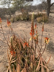 Aloe lutescens