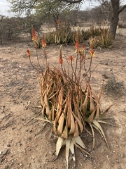 Aloe lutescens