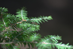 Cratichneumon paratus