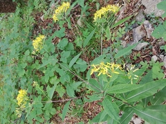 Senecio hercynicus