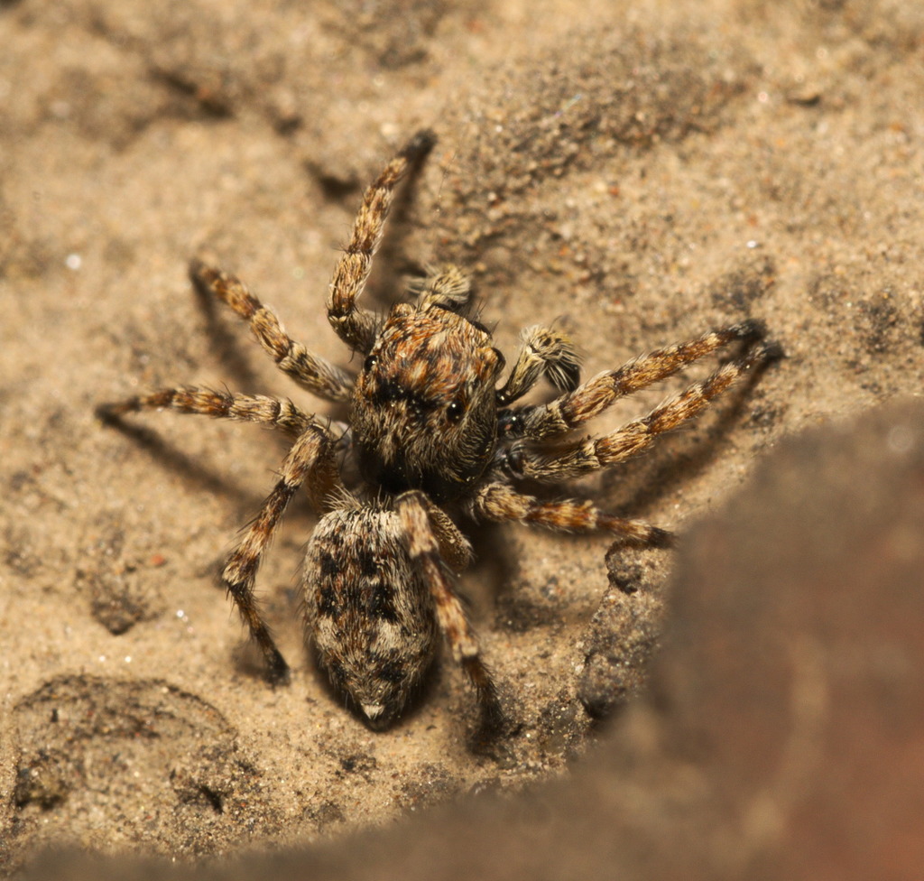 Downy Jumping Spider