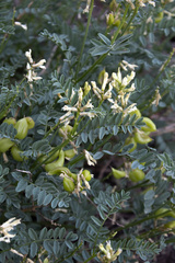Astragalus bolanderi
