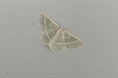 Chlorochlamys triangularis