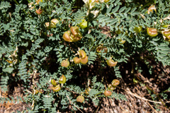 Astragalus bolanderi