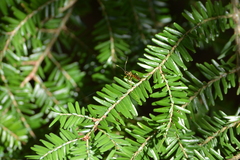 Cratichneumon paratus