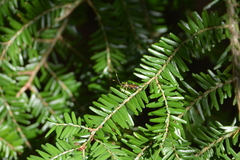 Cratichneumon paratus