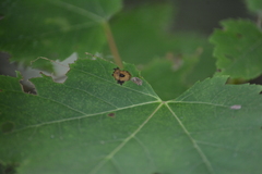 Acericecis ocellaris