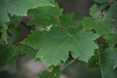 Acericecis ocellaris