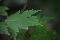Acericecis ocellaris