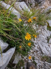 Jacobaea abrotanifolia