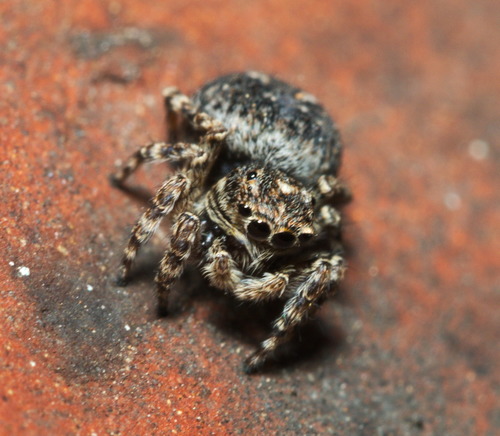 Downy jumping spider