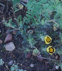 Osteospermum scariosum