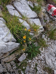 Jacobaea abrotanifolia