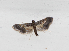 Hydriris