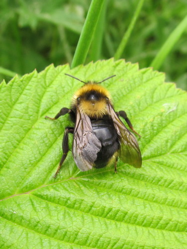 Field Cuckoo Bumble bee