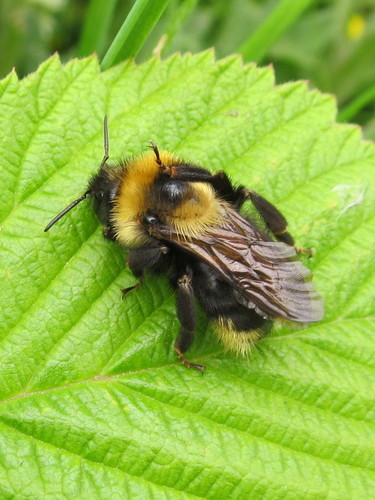 Field Cuckoo Bumble bee