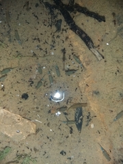 Branchipus