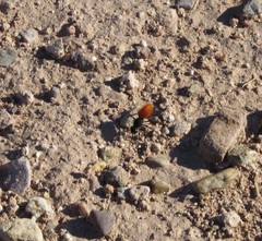 Dasymutilla nogalensis