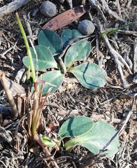 Euphorbia ecklonii
