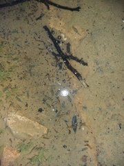 Branchipus