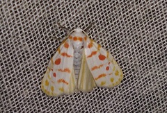 Nephelomilta effracta