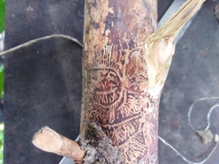 Pityogenes chalcographus