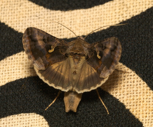 Gaminis žvilgūnas nuotrauka